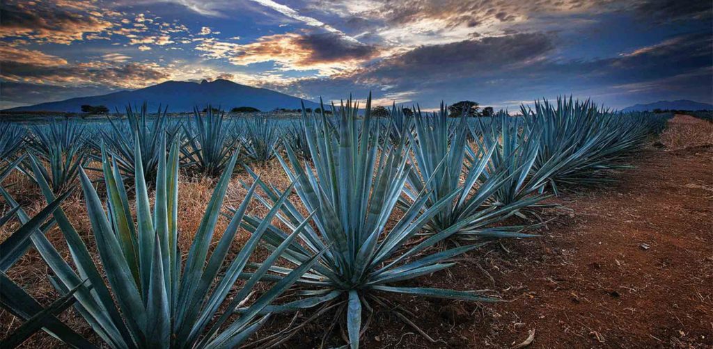 Blue Agave Plant in Tequila Jalisco, Mexico
